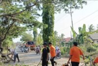 Petugas BPBD Tanah Bumbu saat melakukan pembersihan terhadap pohon tumbang yang sempat menutup ruas jalan provinsi. Foto : Mc Tanbu