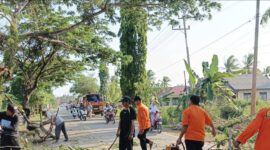 Petugas BPBD Tanah Bumbu saat melakukan pembersihan terhadap pohon tumbang yang sempat menutup ruas jalan provinsi. Foto : Mc Tanbu